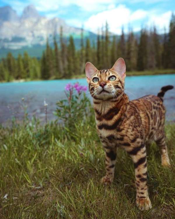 Bengal kitten in the lake #116 online puzzle