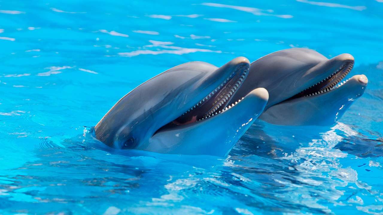 Дельфины Млекопитающие Животные пазл онлайн