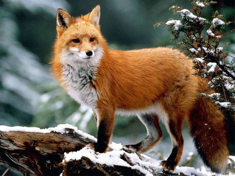 Κόκκινη αλεπού παζλ online