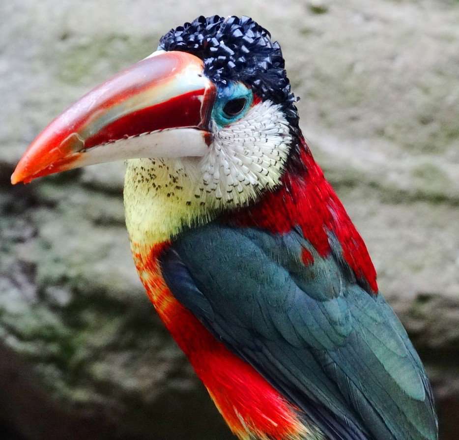pássaro colorido quebra-cabeças online