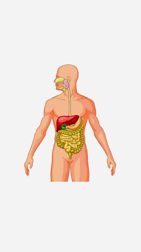 Sistema digestivo quebra-cabeças online