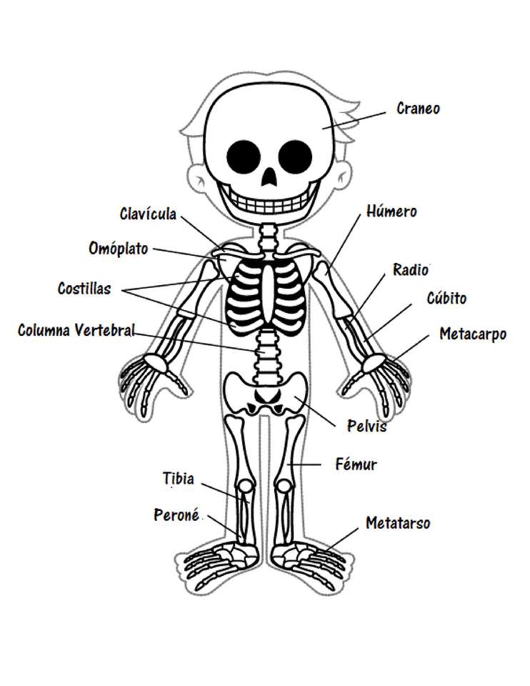 Скелет онлайн-пазл