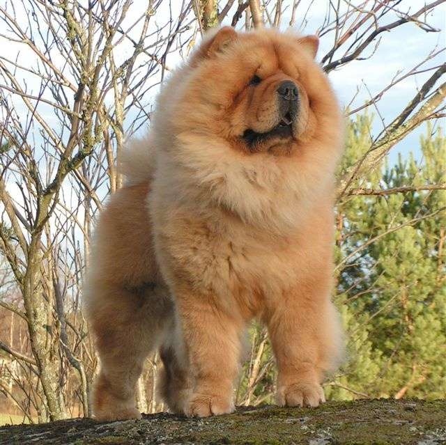 Chow Chow dog with a thick mane online puzzle
