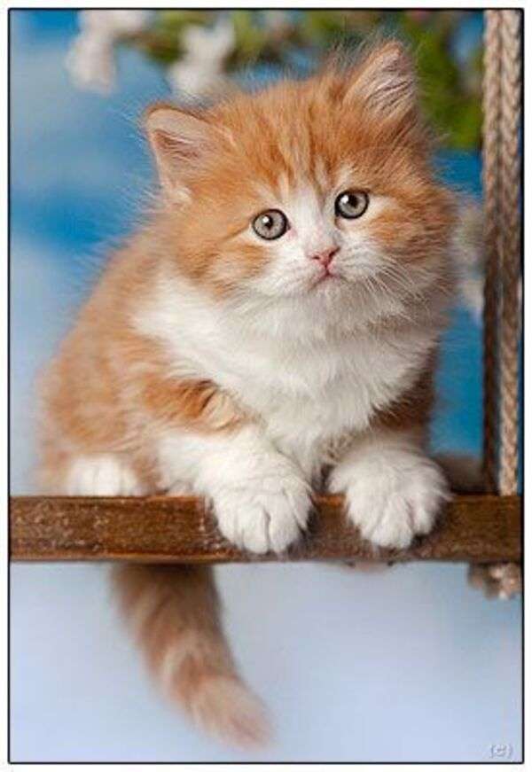 Brittisk långhårig kattunge #122 pussel på nätet