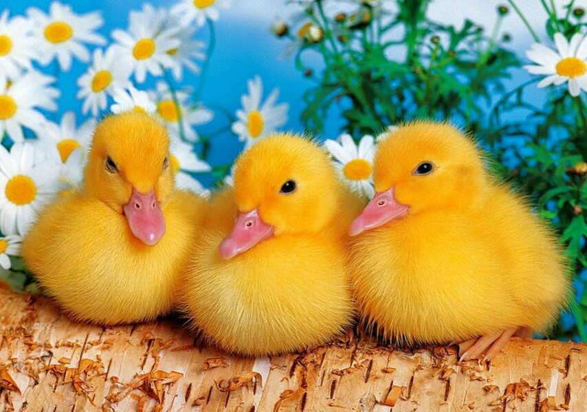 Three very yellow ducklings jigsaw puzzle online
