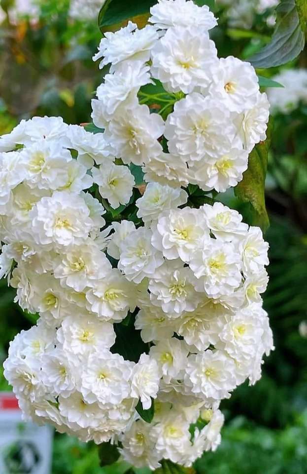 λευκό λουλούδι παζλ online