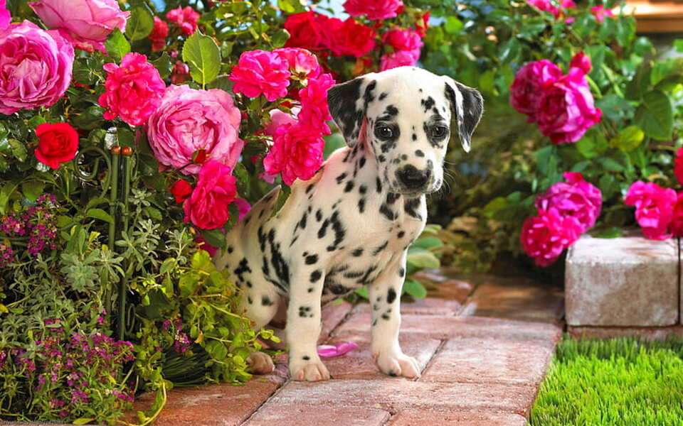 Dalmatian puppy in the garden #116 online puzzle