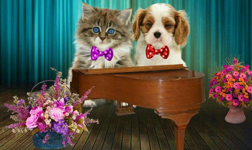 Коте пианист №4 онлайн пъзел