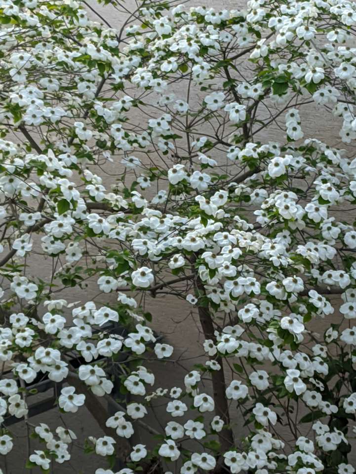 У дворі цвіте кизил пазл онлайн