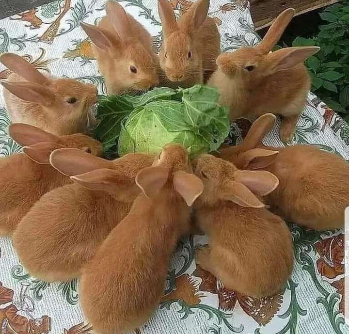 kaniner pussel på nätet
