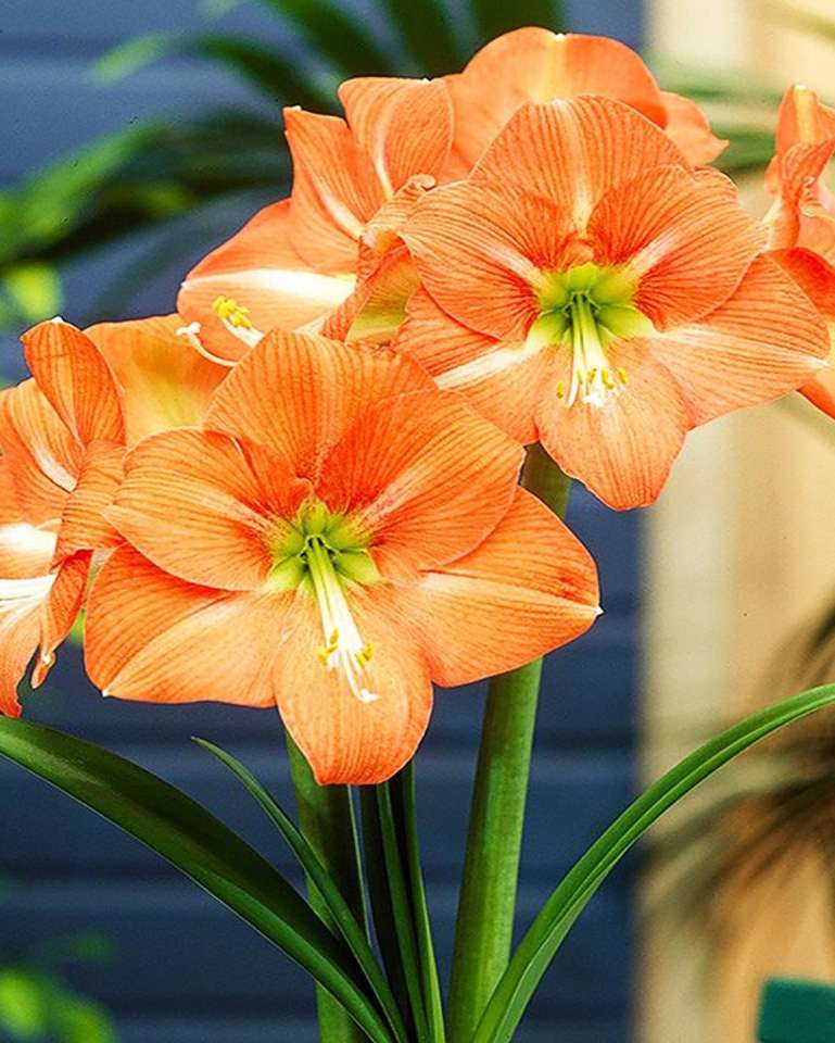 Amarillisz, kiütéses - cserepes virág online puzzle