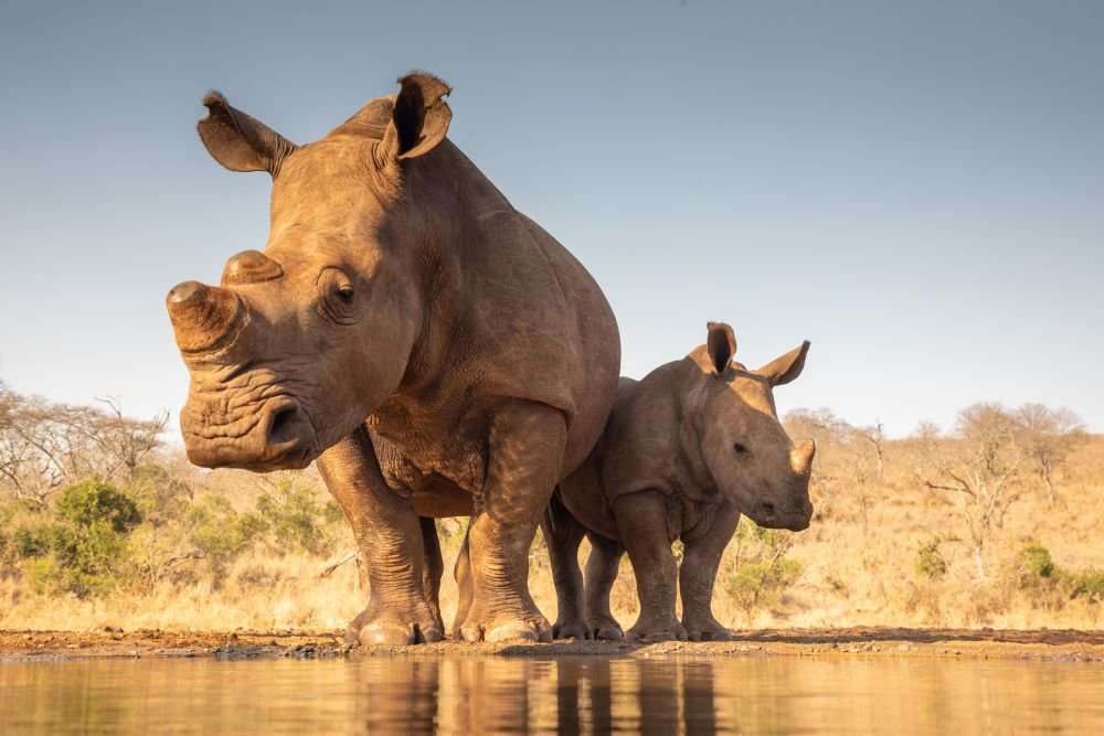 Носорози - бозайници онлайн пъзел