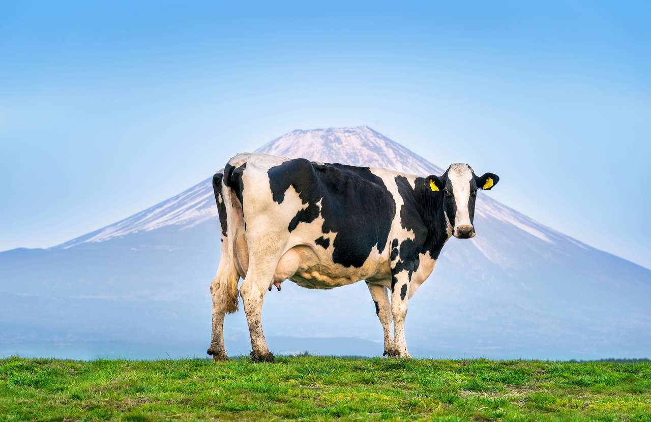 крава на полето онлайн пъзел