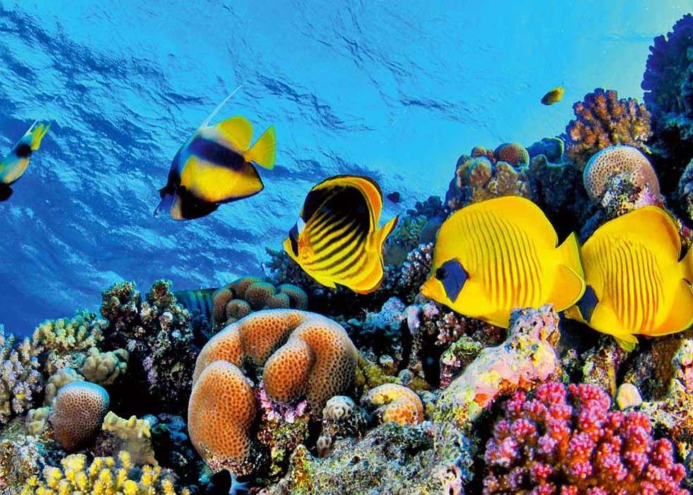 Коралловый риф с рыбой в Красном Море пазл онлайн