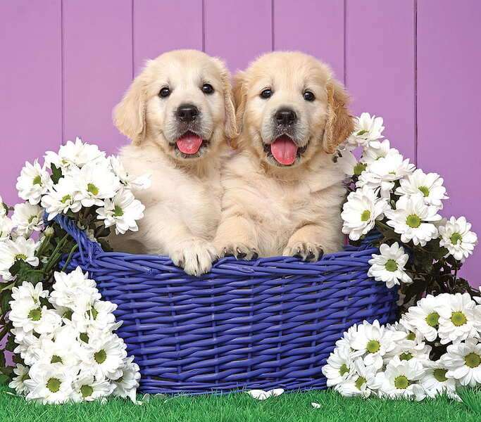 Puppies in Blue Basket #119 online puzzle