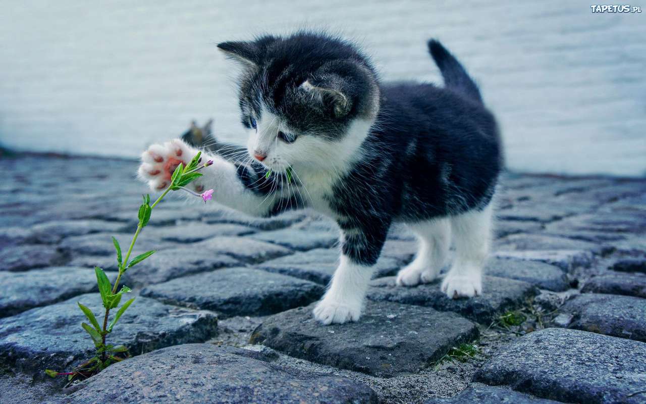 Кошеня і квітка онлайн пазл
