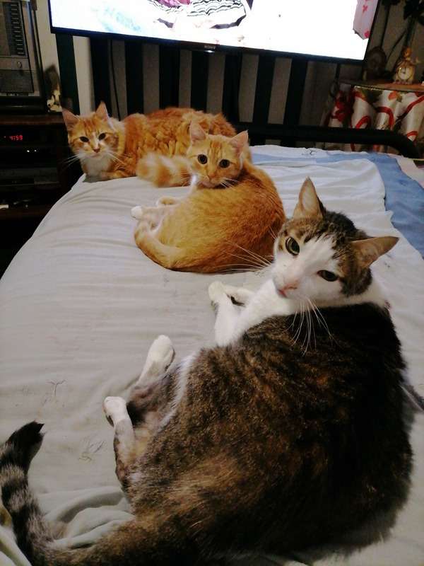 Моите котенца Гари, Лъки и Симба #129 онлайн пъзел