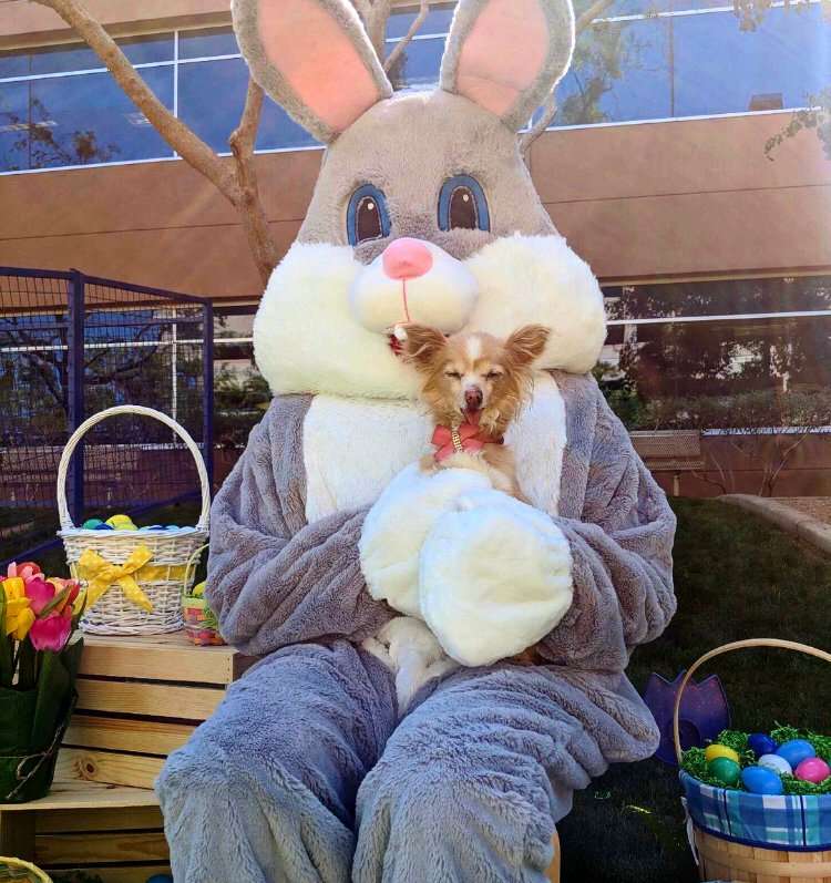 Conejo- Pascua rompecabezas en línea