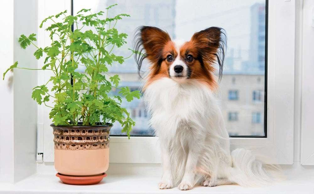 Papillon - малка порода кучета онлайн пъзел
