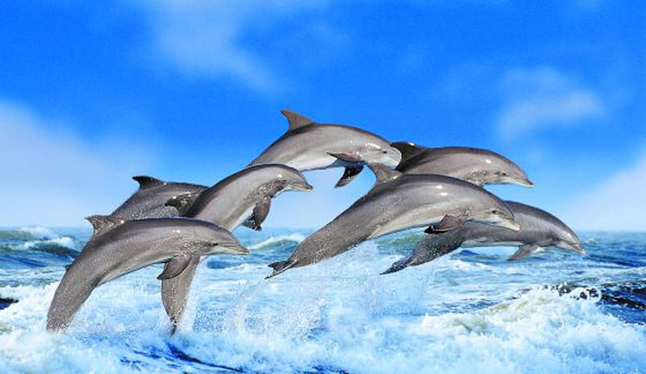delfín super wow skládačky online