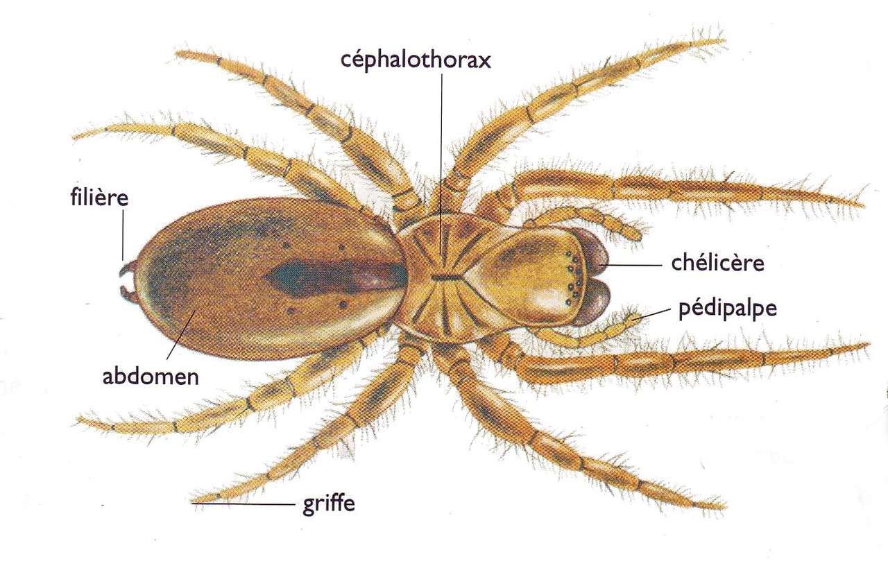 Anatomie der Spinne Online-Puzzle
