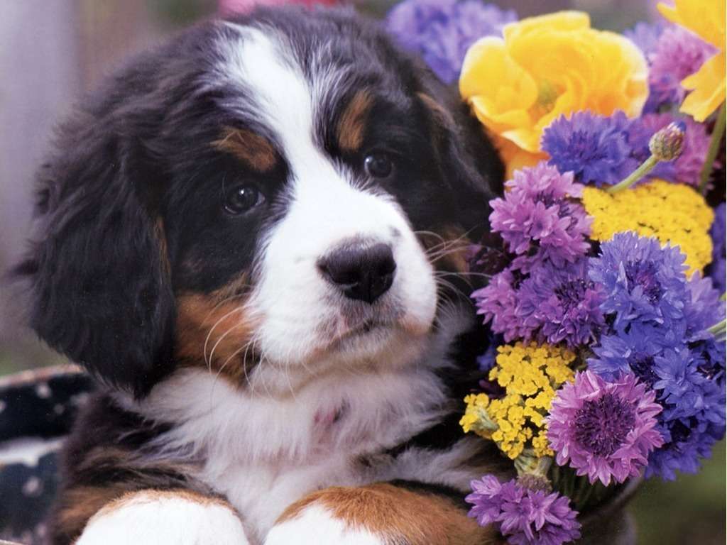 puppy met bloemen online puzzel