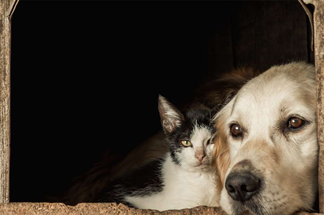 kočka a pes online puzzle