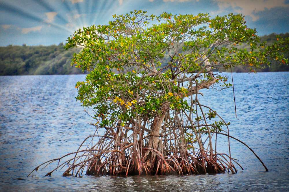 Mangroves online puzzle