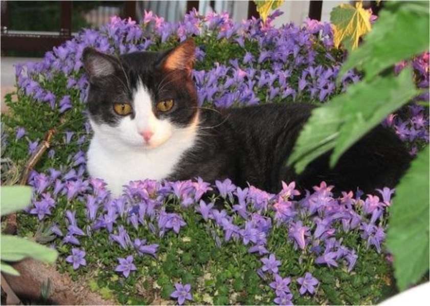 Коте върху растения #136 онлайн пъзел
