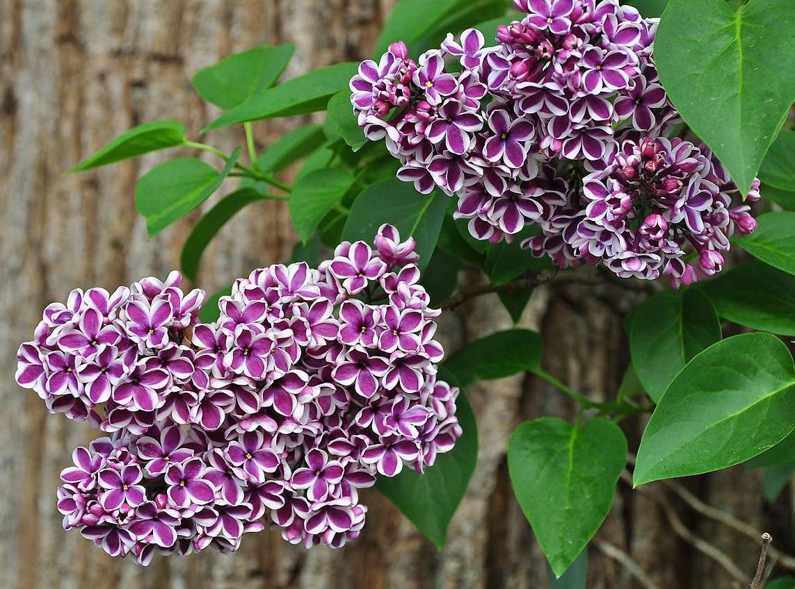 arbusto lilás quebra-cabeças online