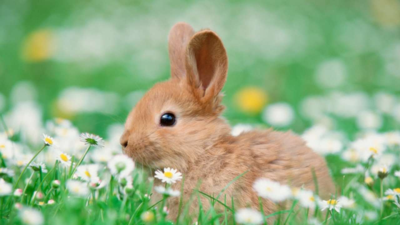 Kanin i blomfält Pussel online