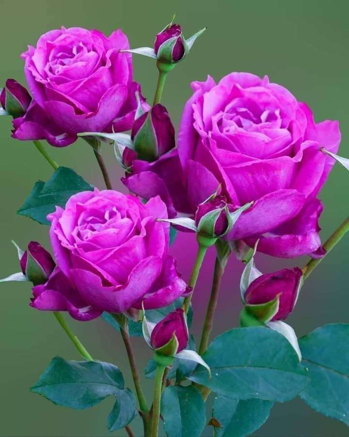 фиолетовые розы онлайн-пазл