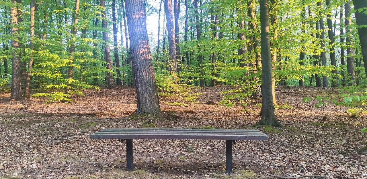 Egy pad az erdő közepén kirakós online
