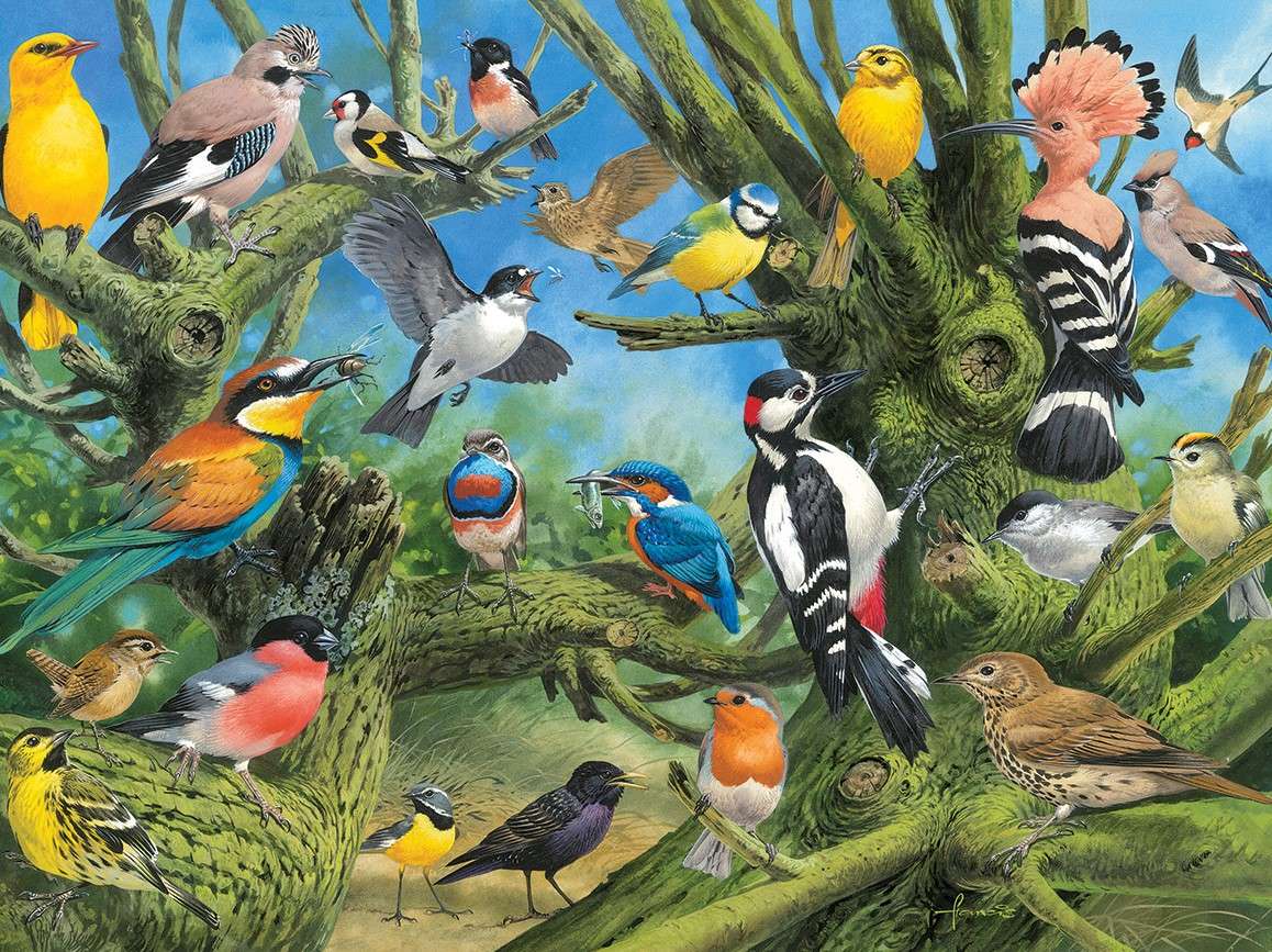 Diferentes variedades de pássaros quebra-cabeças online