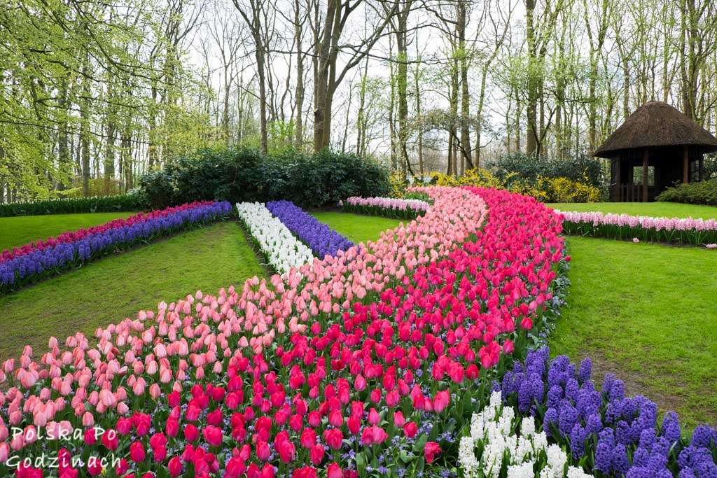 Jardín en los Países Bajos - macizos de tulipanes rompecabezas en línea