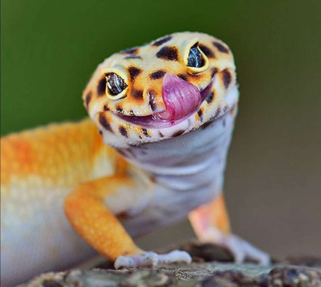 Gecko léopard puzzle en ligne