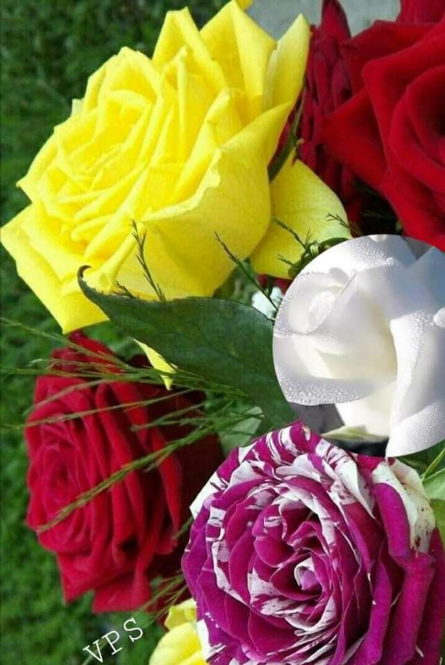 Πολύχρωμα τριαντάφυλλα online παζλ