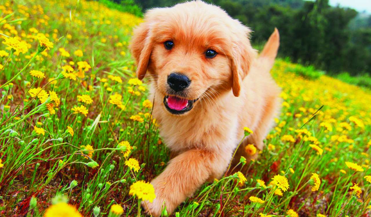 Filhote de cachorro dourado no campo de flores puzzle online