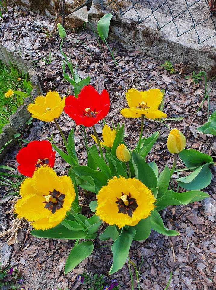 Rabatka con tulipanes rompecabezas en línea