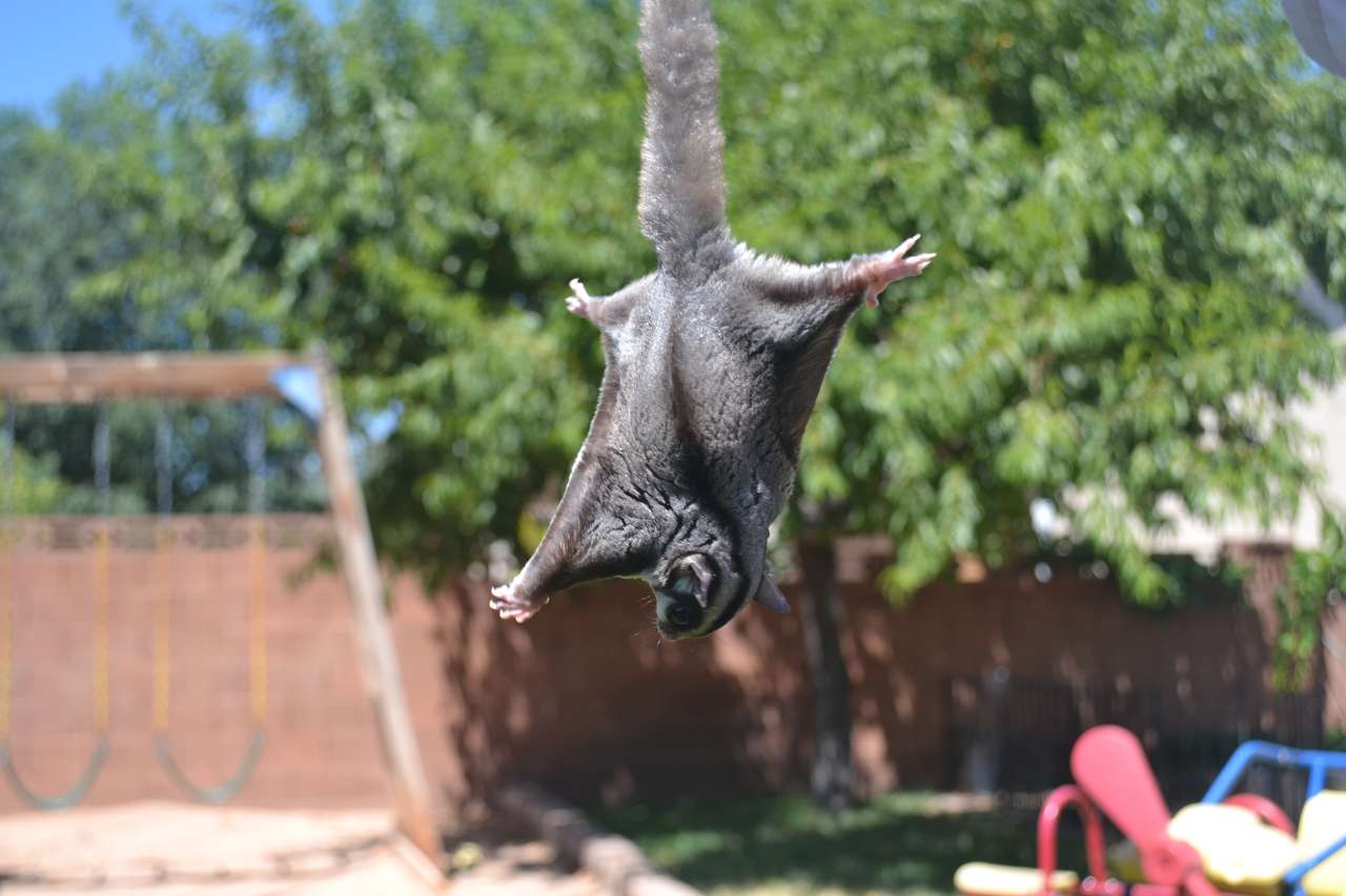 Repülő Sugar Glider kirakós online