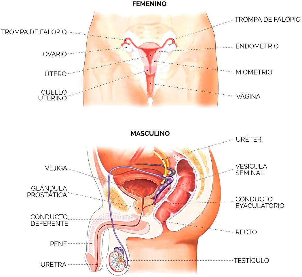 Kvinnliga och manliga reproduktionssystem pussel på nätet