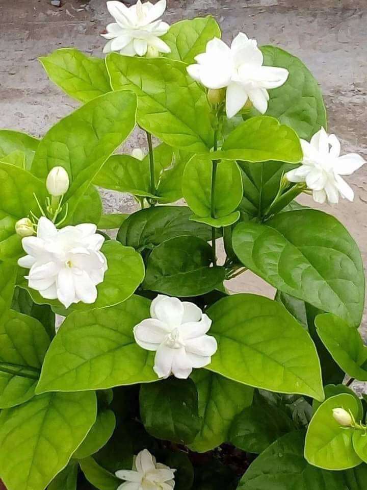 Gardenia albă puzzle online
