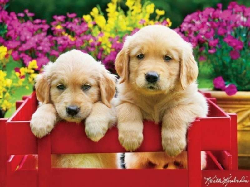 Cuccioli in una cassa #130 puzzle online