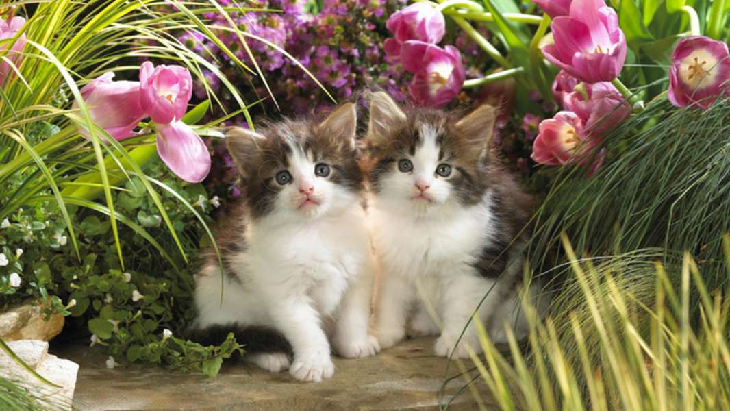 Kittens among tulips #141 jigsaw puzzle online