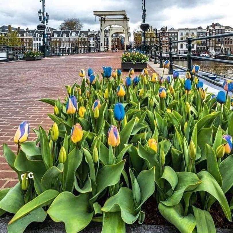 Holandské tulipány online puzzle