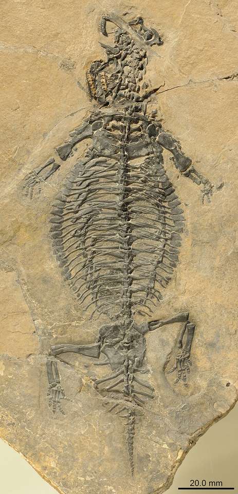 fossiel van een dier online puzzel