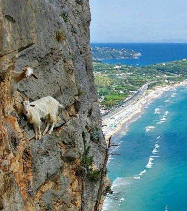 Пляж и скала с козами. онлайн-пазл