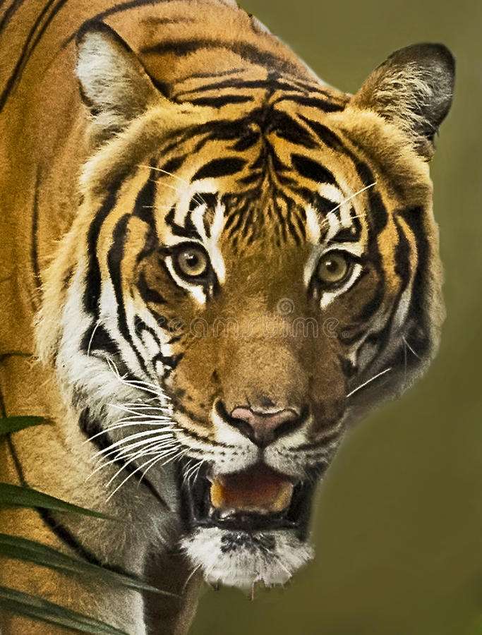Малайзійський тигр онлайн пазл