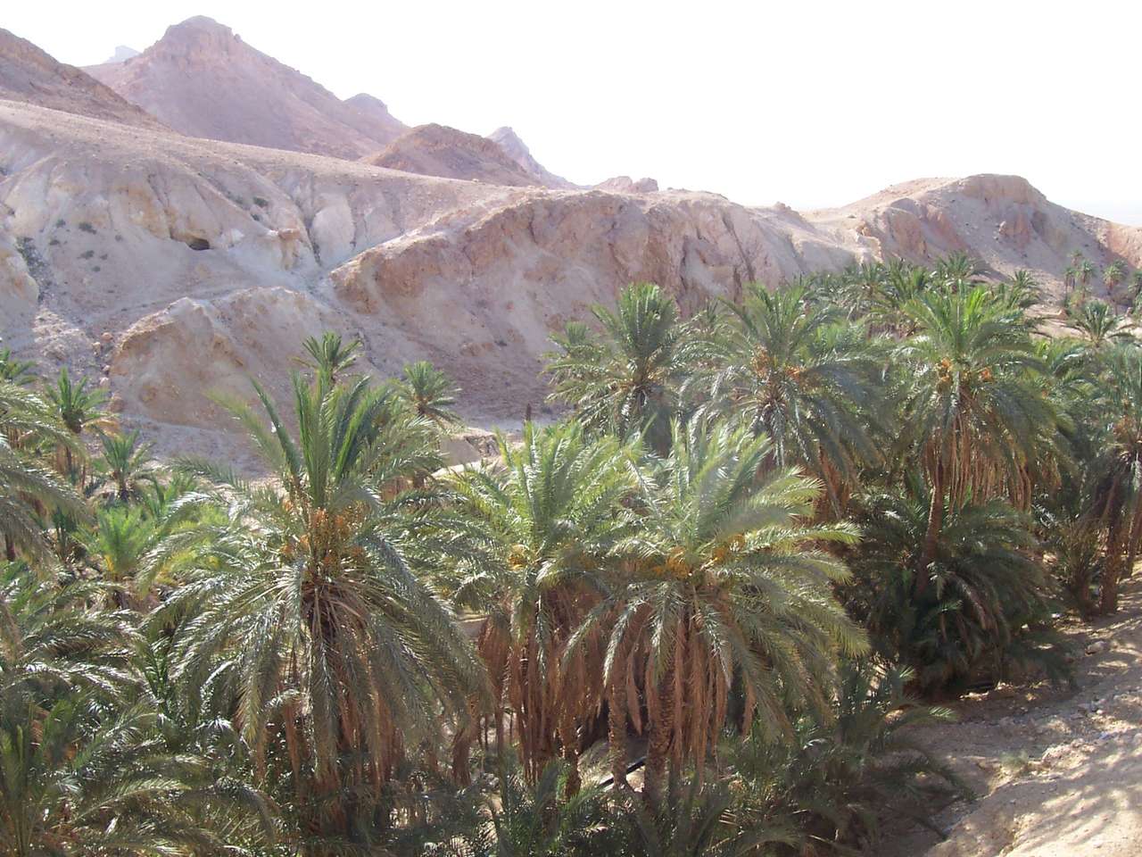 砂漠のオアシス ジグソーパズルオンライン
