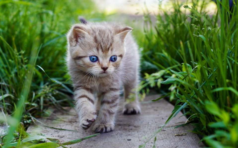 Kätzchen, das einen Spaziergang macht #143 Online-Puzzle